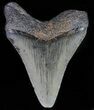 Juvenile Megalodon Tooth #62119-1